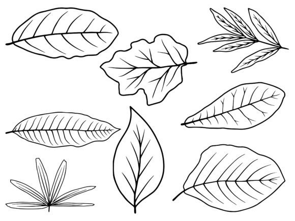 Hand Drawn Leaf Line Art Illustration Review